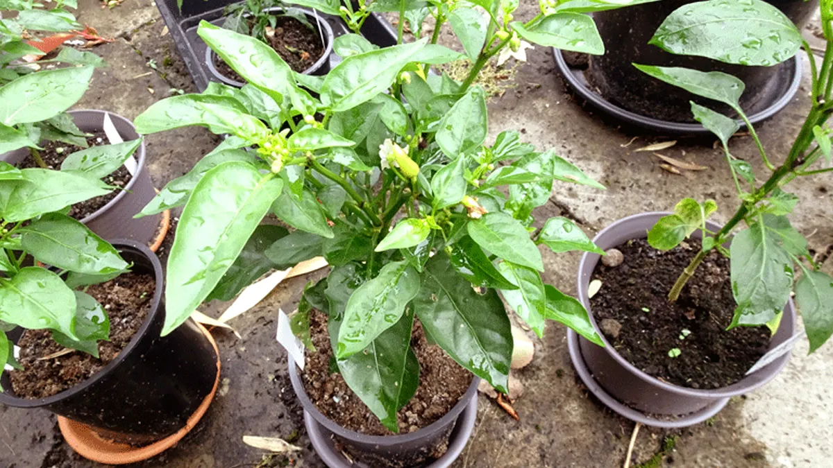 What To Do Get More Fruits On Chilli Plant