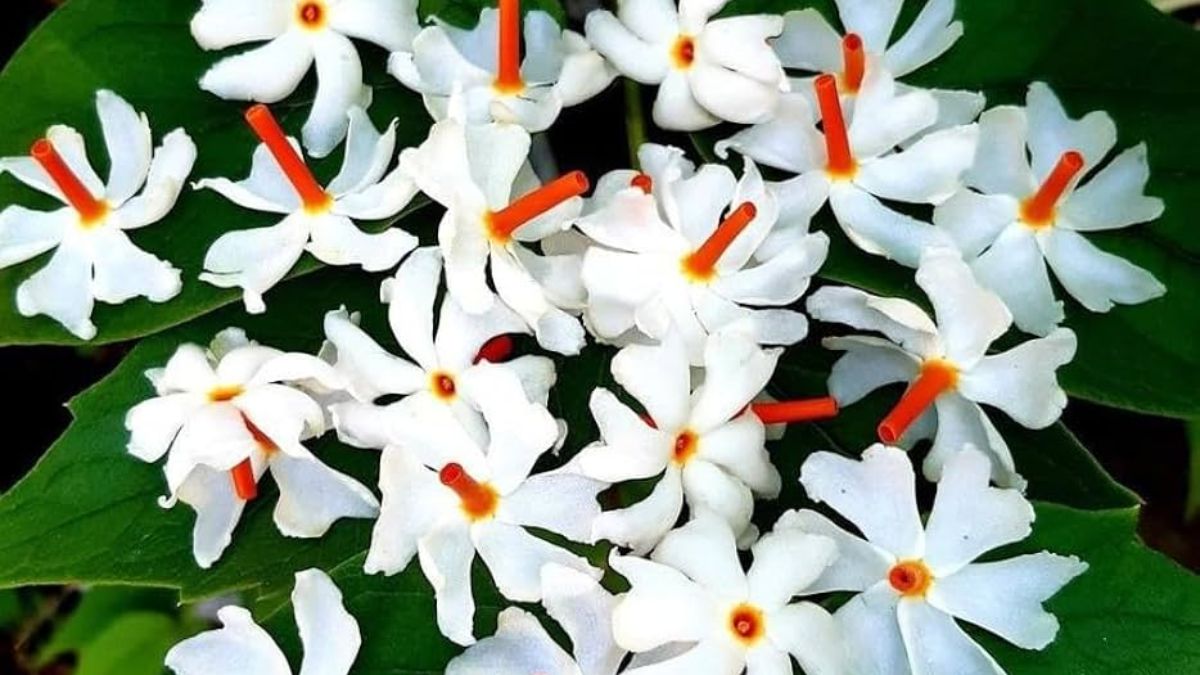 harsingar care tips (1)