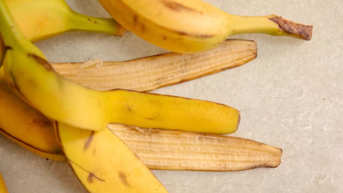 harsingar care tips (2)