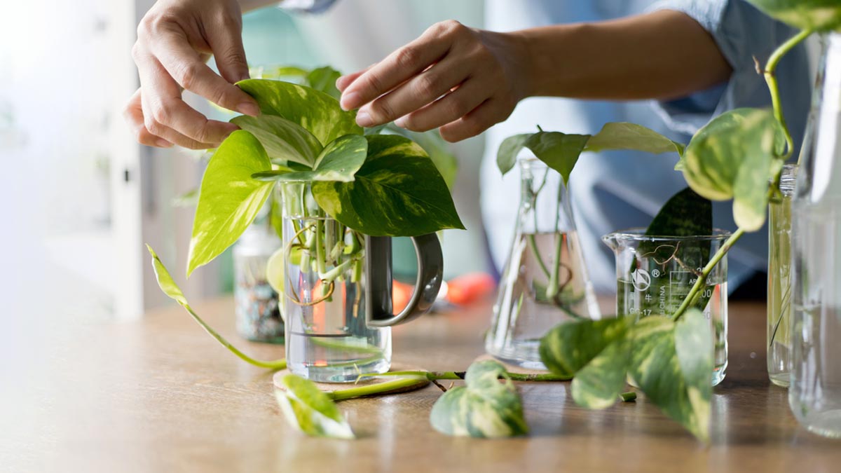 money plant care tips