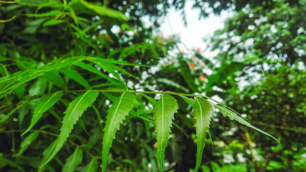 neem tree puja