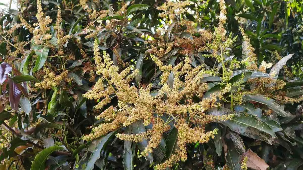 Gardening Tips: आम के पेड़ पर आने लगी है बौर, कीड़ों से बचाने के लिए महीने में छिड़के यह 1 घोल; भर-भर के मिलेंगे फल