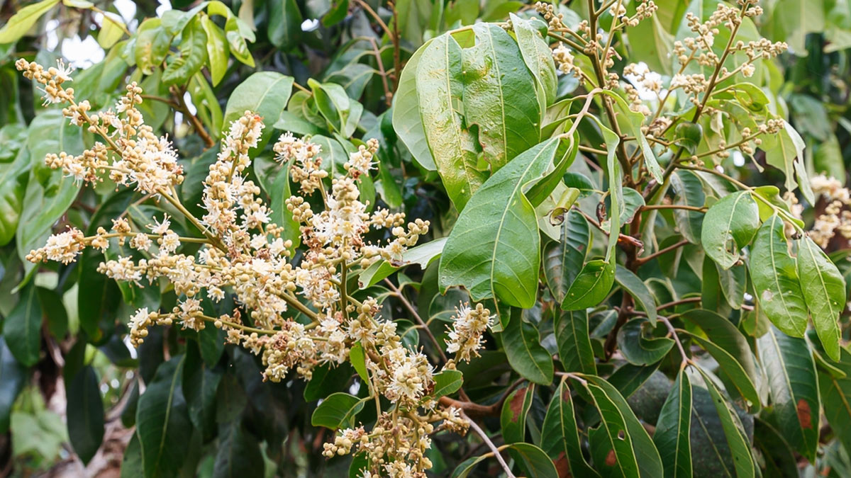 Mango plant care tips