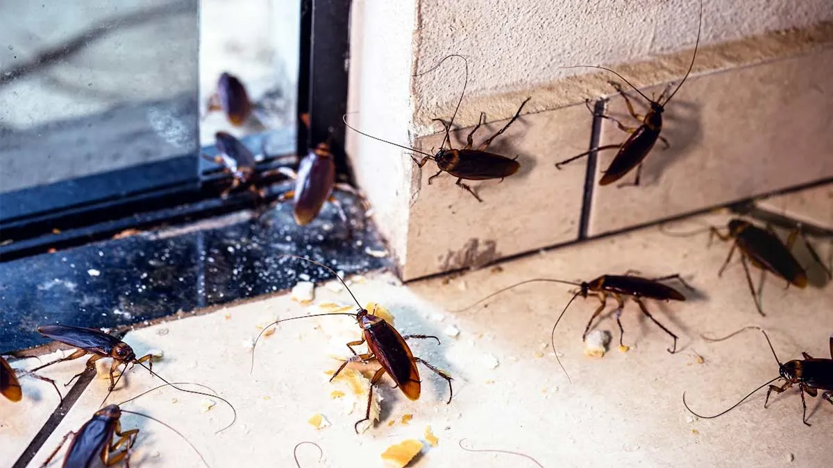 cockroach control home remedies