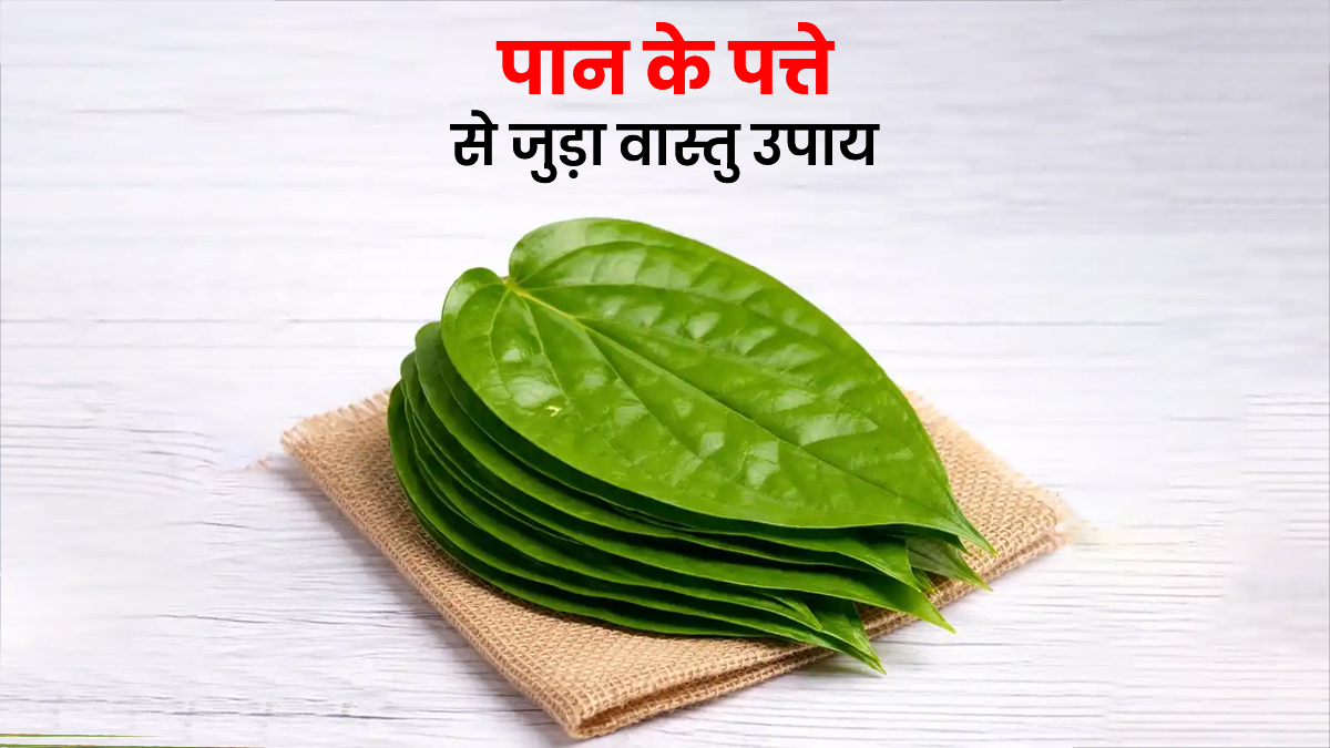 Vastu Tips: बार-बार काम में आ रही है बाधा, पान के पत्तों से दूर होंगी अड़चनें; जानें उपाय के तरीके
