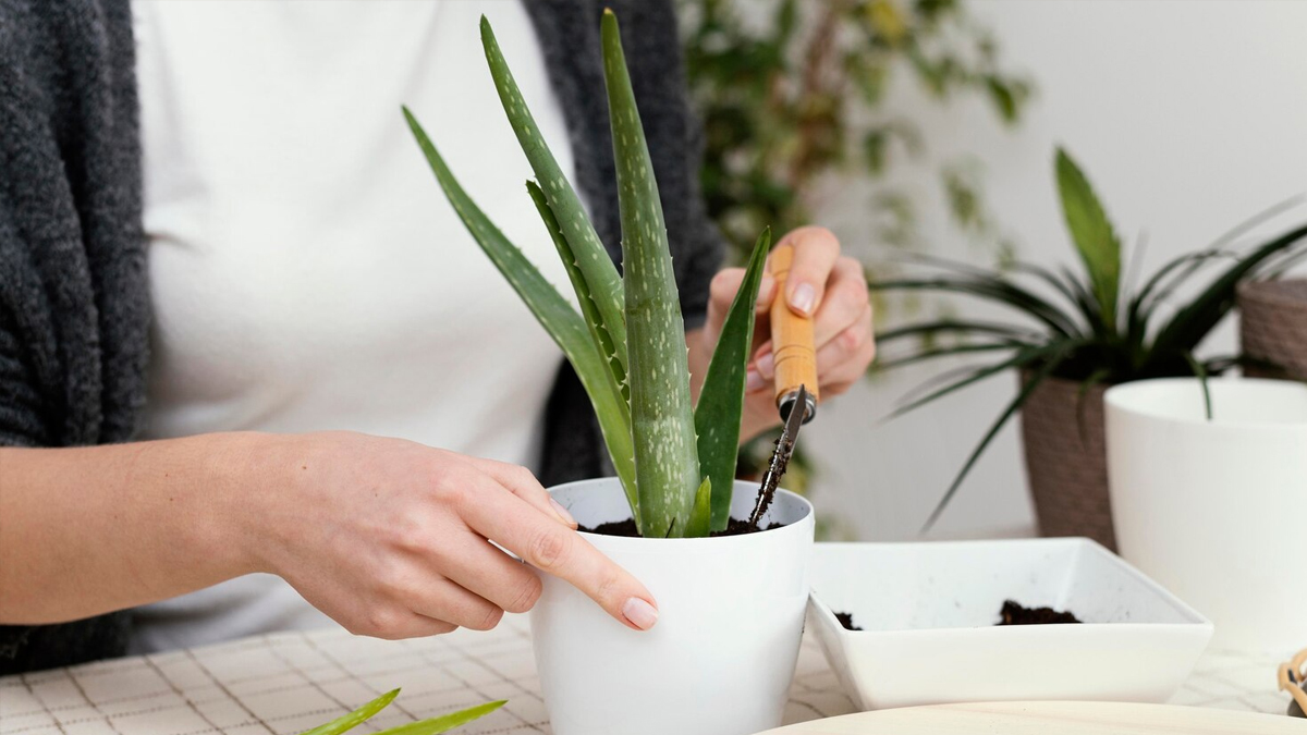 aloe vera gel gareding tips