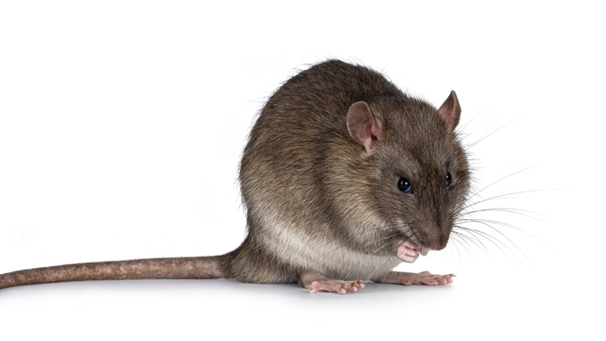 tips get rid of rats in house