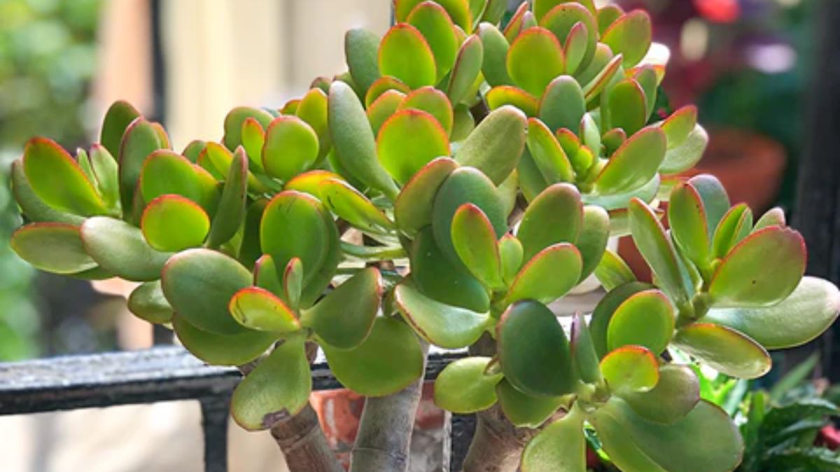 Jade Plant की कटिंग से कैसे उगाएं ढेर सारे नए पौधे? करें ये आसान काम, पूरे घर में छा जाएगी हरियाली