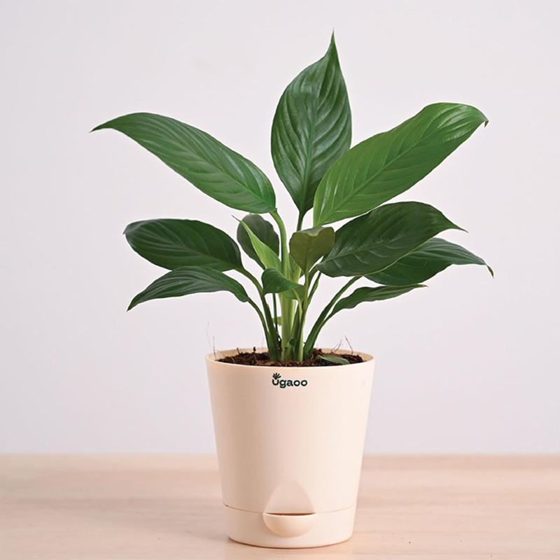 3 - 2026-03-12T194431.101