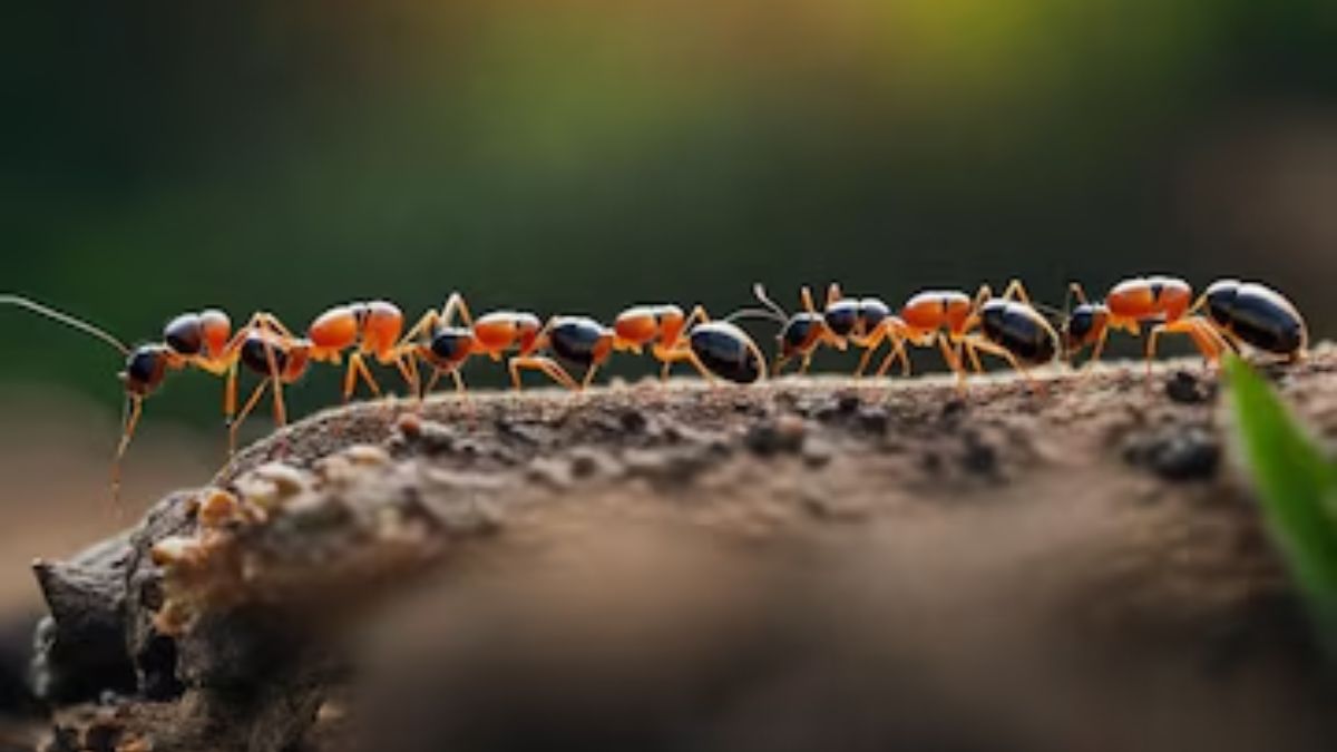 How To Get Rid Of Ants And Cockroaches In Summer (1)