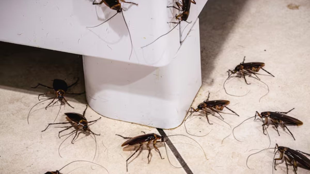 How To Get Rid Of Ants And Cockroaches In Summer (2)