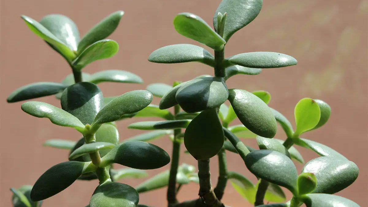 how to grow jade plant from cutting (1)