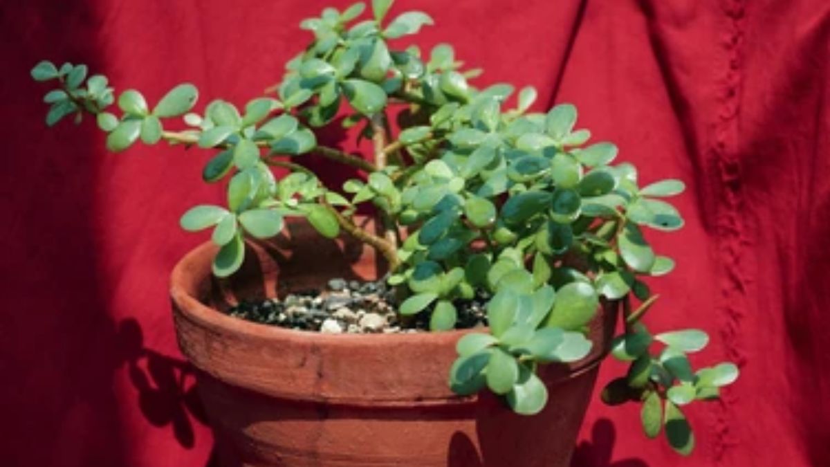 how to grow jade plant from cutting (2)