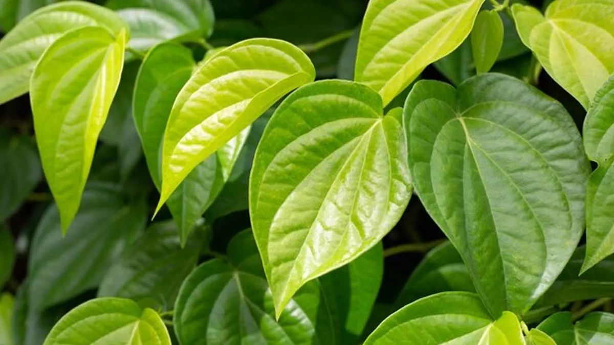 how to grow betel leaf (1)