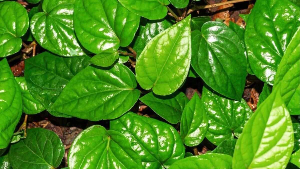 how to grow betel leaf (2)