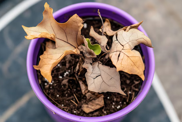 2 - 2026-03-17T154246.073