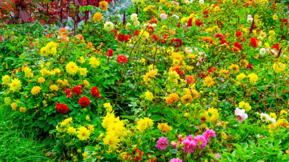 flowers for cottage garden (2)