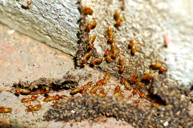 home-termite-treatment-1756114516461