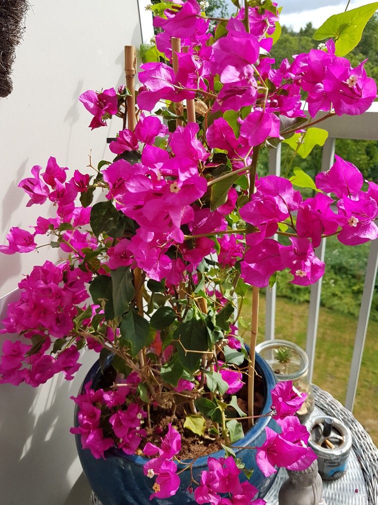 Bougainvillea