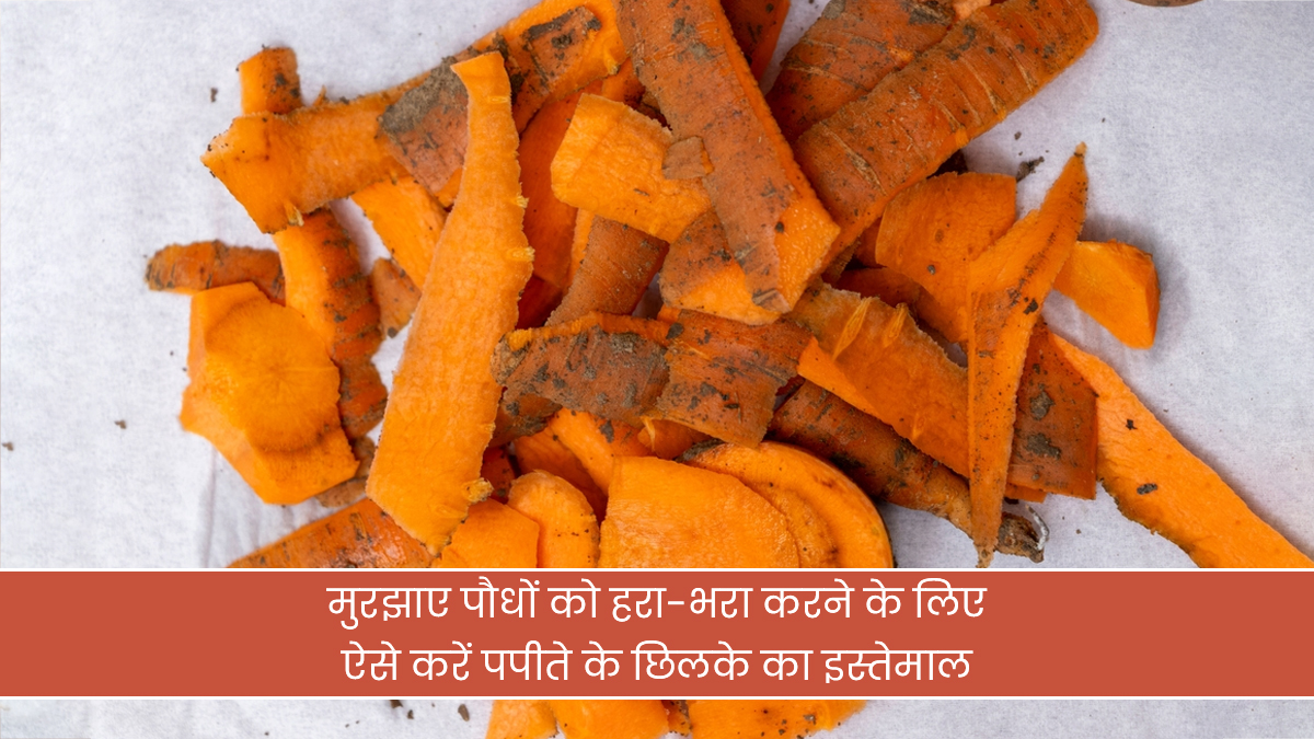 Homemade Fertilizer: अरे रुकिए! मत फेंकिए पपीते के छिलके, बना सकती हैं शक्तिशाली खाद; डालते ही मुरझाए पौधों में आ जाएगी जान