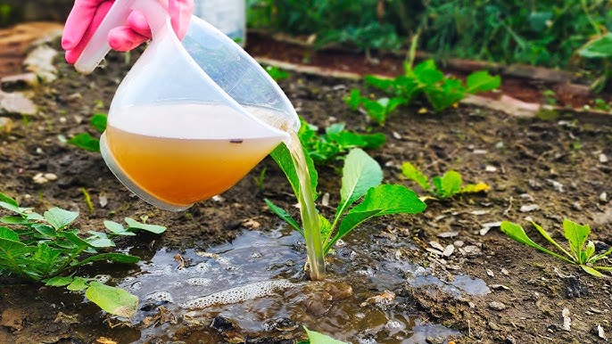 papaya peel fertilizer process