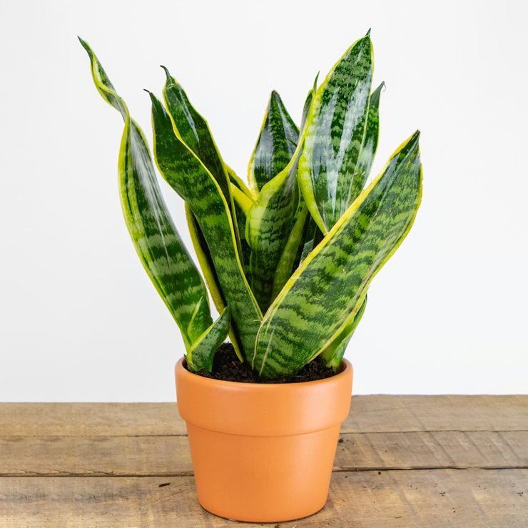 snake plant