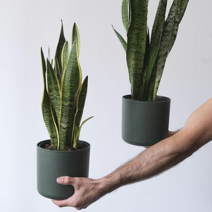 snake plant gardening