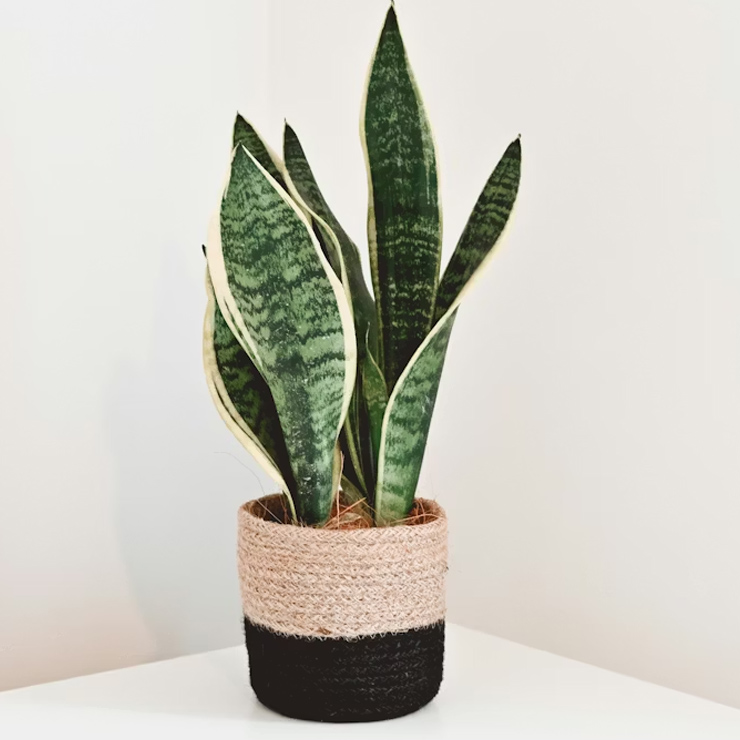 snake plant tips