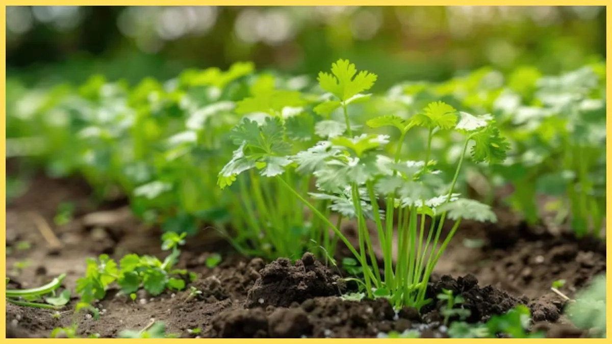 coriander leaves plantation tips