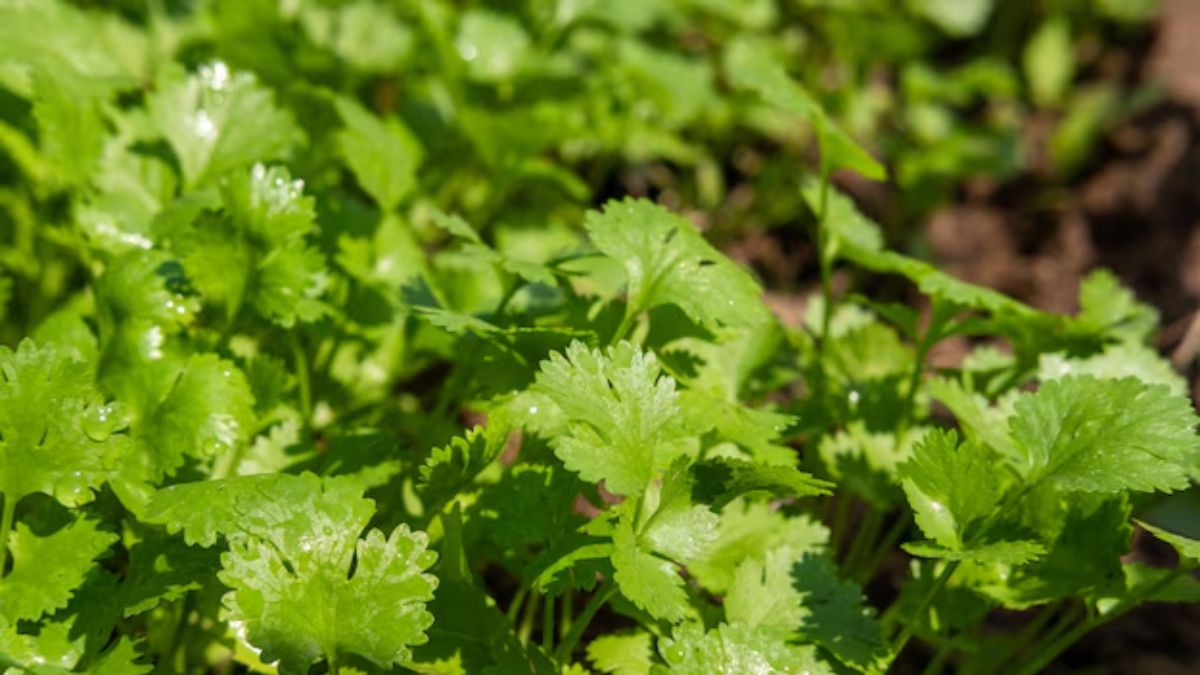 coriander leaves plantation tips (2)