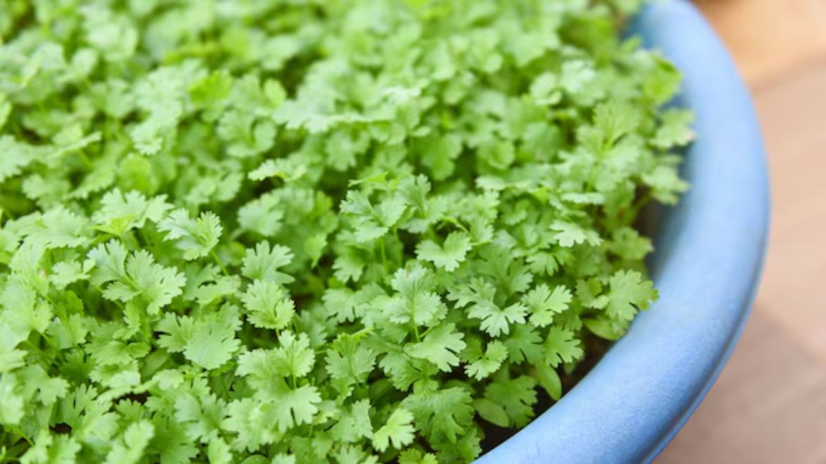 coriander leaves plantation tips (3)