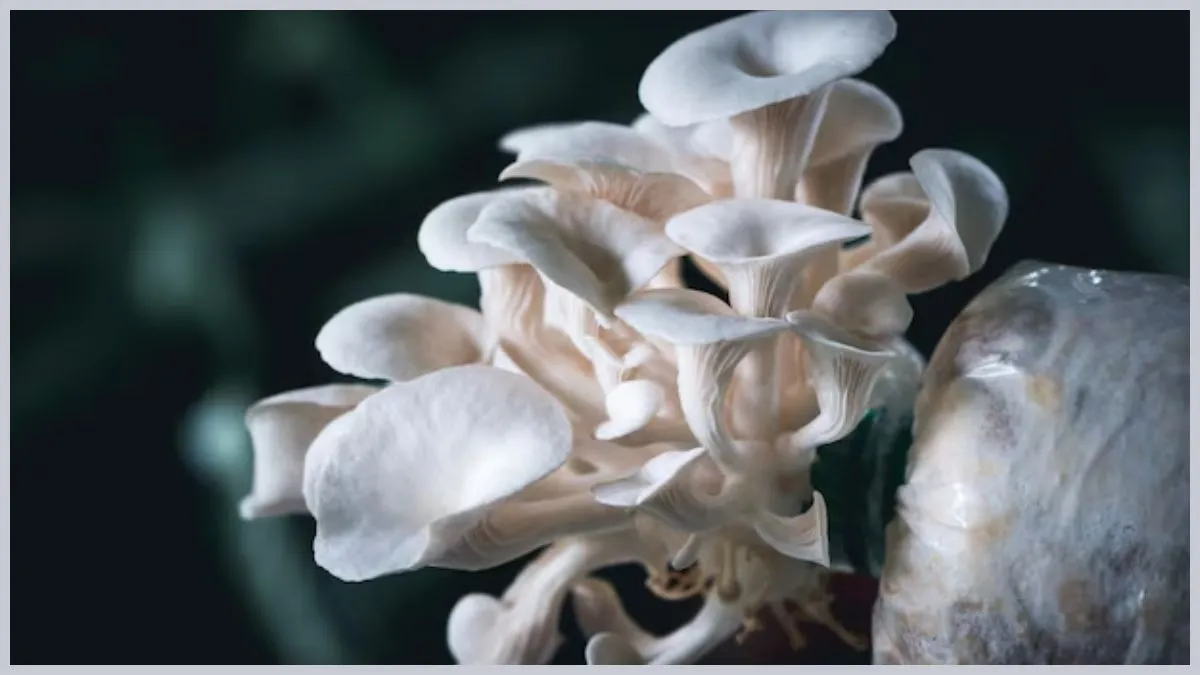 mushroom cultivation tips