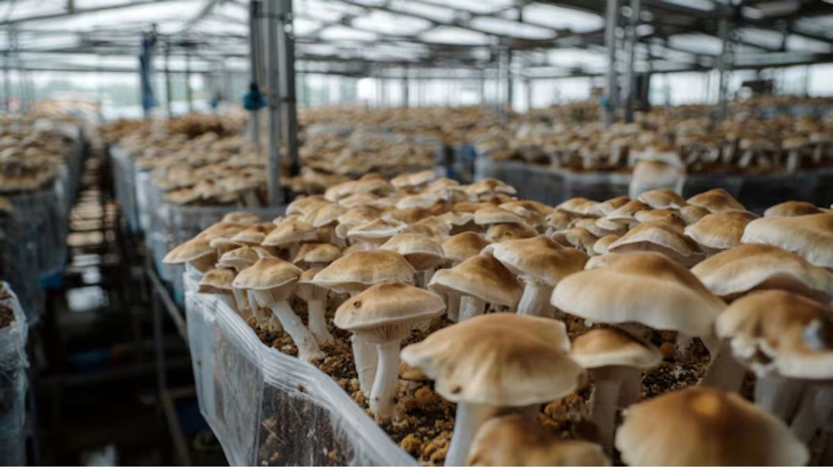 mushroom cultivation tips (1)