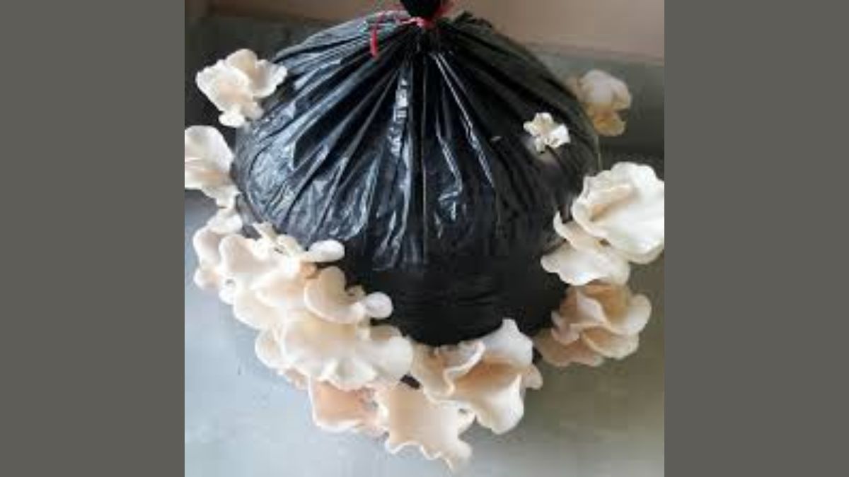 mushroom cultivation tips (2)