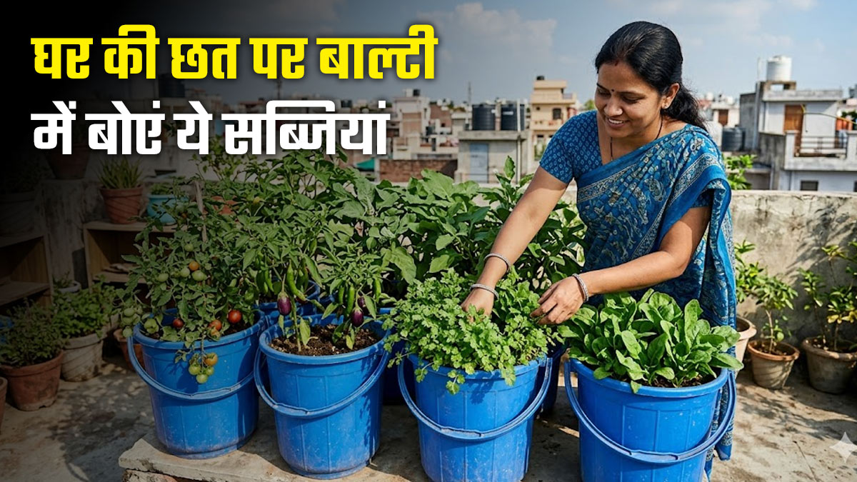 Gardening Hacks: मार्च के आखिरी हफ्ते में बोएं ये बीज, 2-3 महीने में भर-भर के मिलेंगी सब्जियां