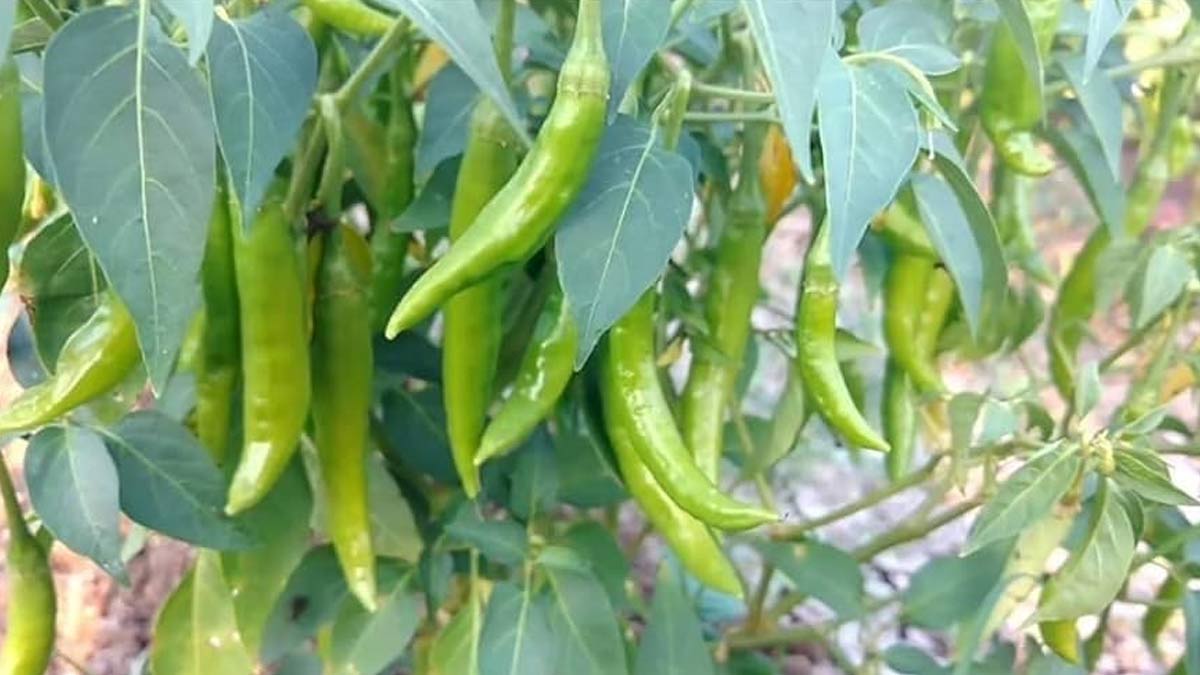 get-more-chillies-on-plant-How-to-encourage-more-chilies-on-plants