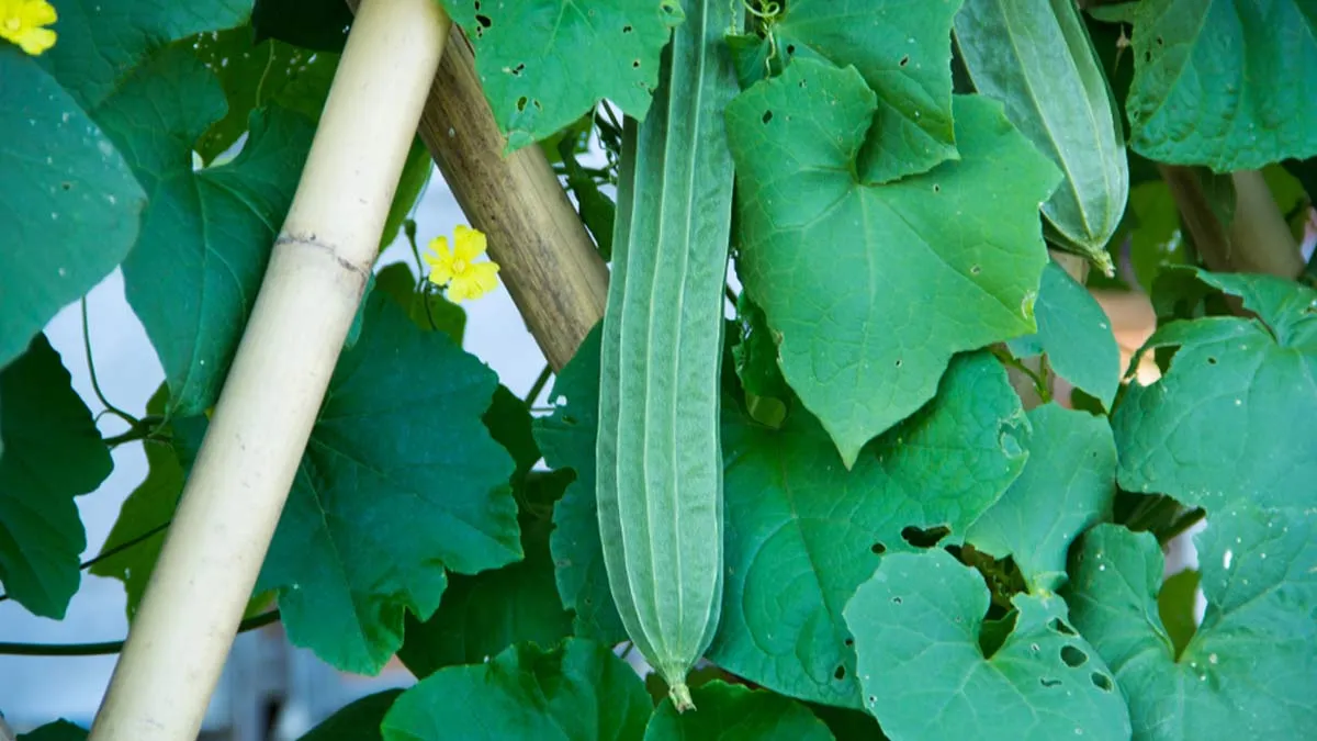 how-to-grow-tori-plant-at-home-1728882306388