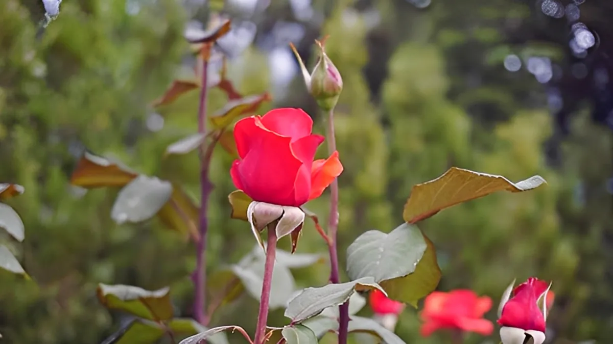 rose plant care tips