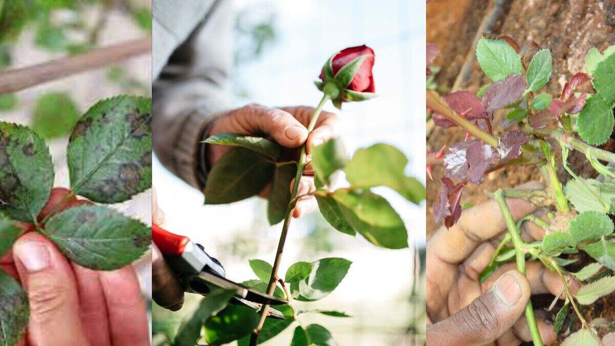 why rose leaves fall