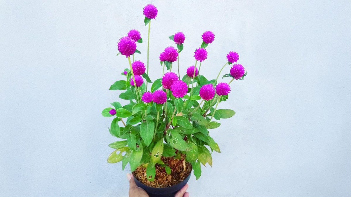 Gardening Hacks:  गॉम्फ्रीना फूल से तेज धूप में सजेगी बगिया, सूखने पर भी फीके नहीं पड़ते फूल; यहां जानें इसे लगाने का तरीका