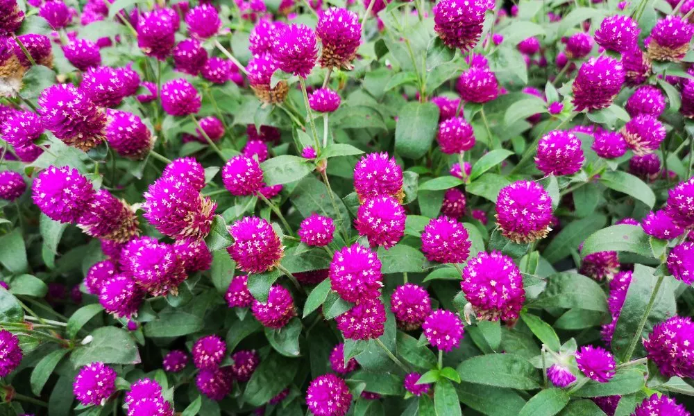 How to grow gomphrena from flowers