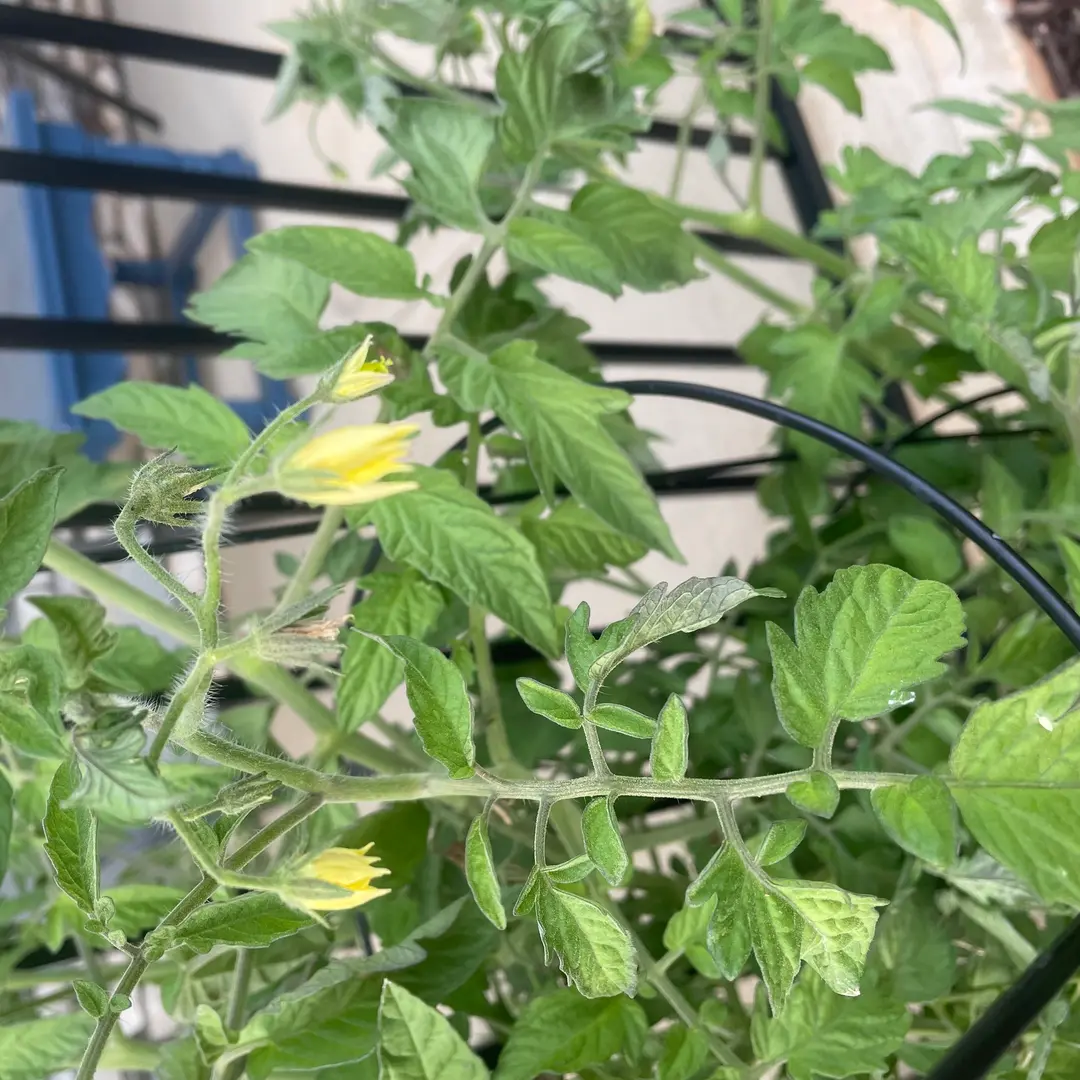 tomato plant care