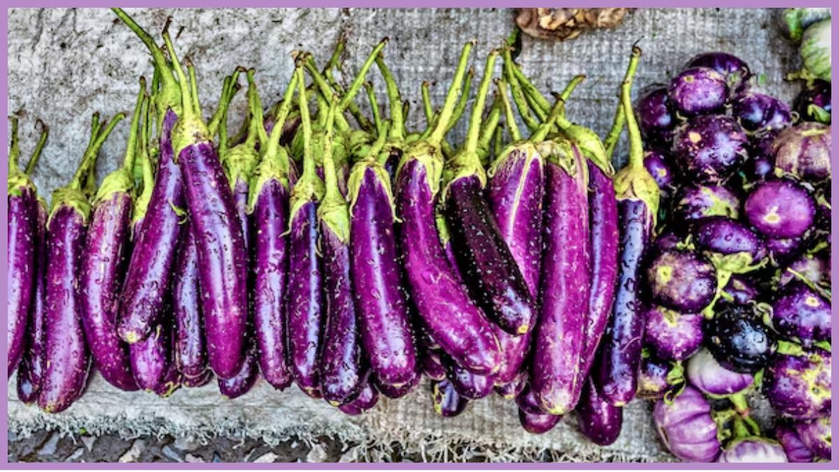 Kitchen Hacks: कैसे खरीदें बिना बीज वाला बैंगन? बाजार जाने से पहले जान लें ये काम की ट्रिक