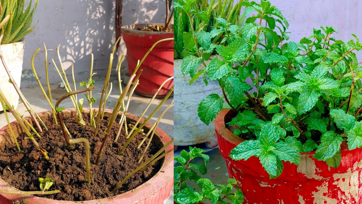 Pudina Growing Tips: टोकरी में ऐसे लगाएं पुदीना की 1 डंडी, 15 दिन में पत्तियों से जाएगी भर; जानें मेरा खुद का अपनाया तरीका

