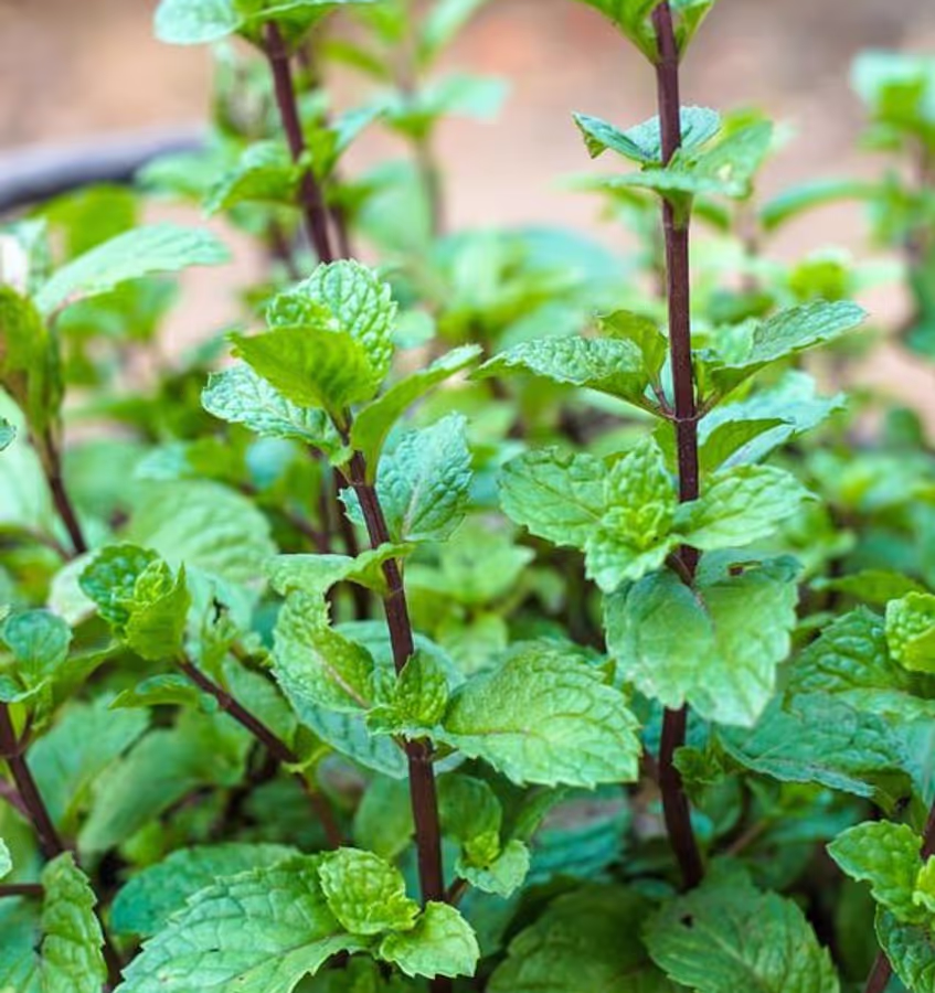Mint Growing Tips