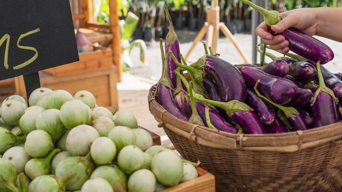 brinjal buying tips (2)