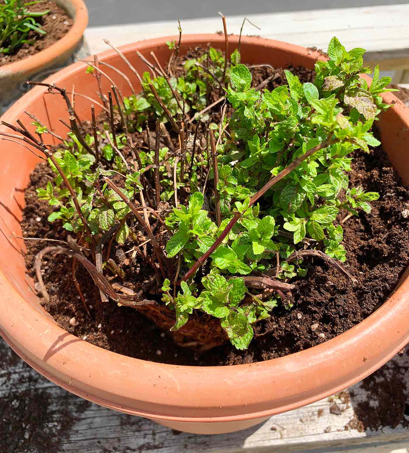 how to grow mint with cutting