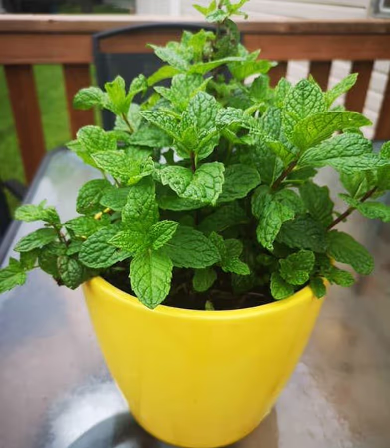 mint plant growing tips