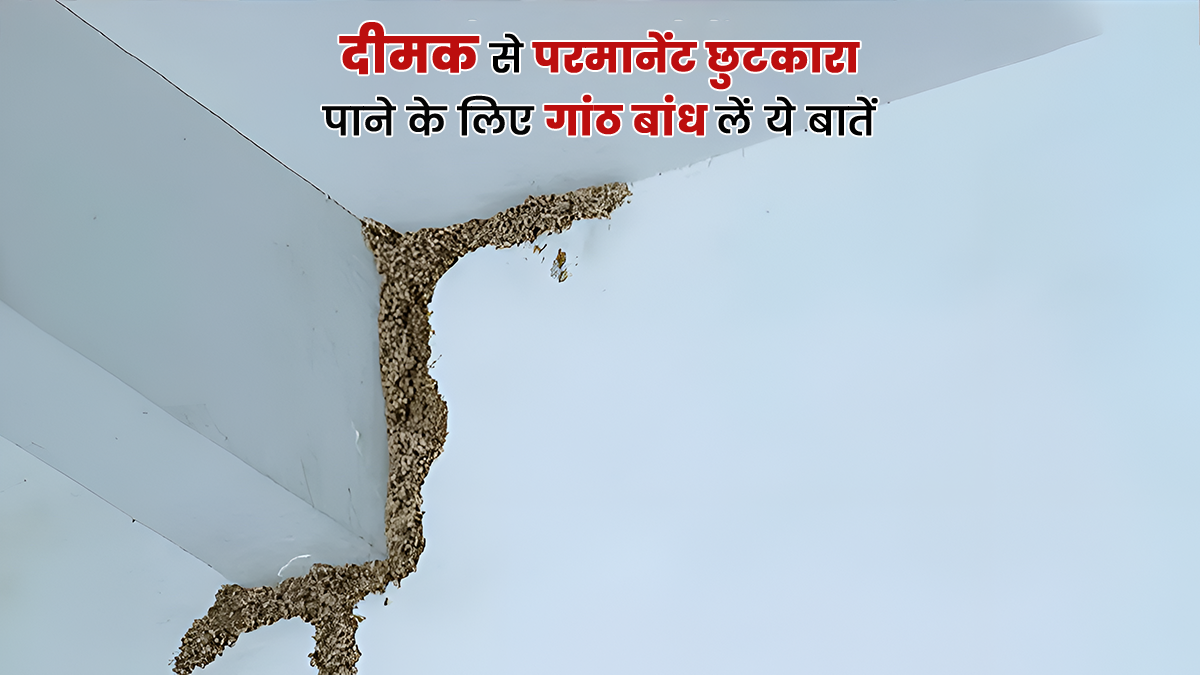 Termite Removal Hacks: पिछले साल दीमक ने घर की हालत कर दी थी खराब, तो इस बार गांठ बांध लें ये 12 बातें; मिलेगा परमानेंट इलाज