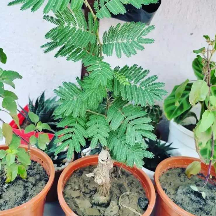 shami plant care tips